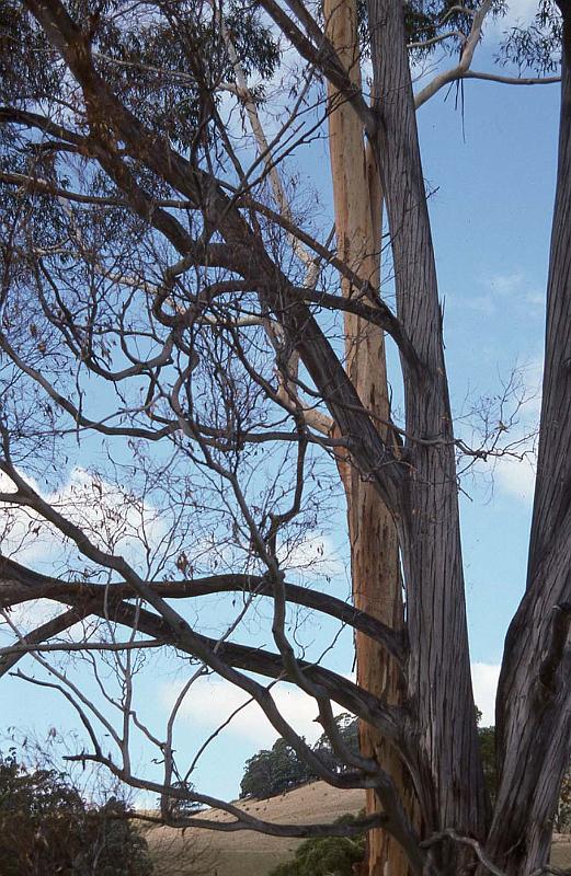 WT 0400 076-08 Australia.jpg